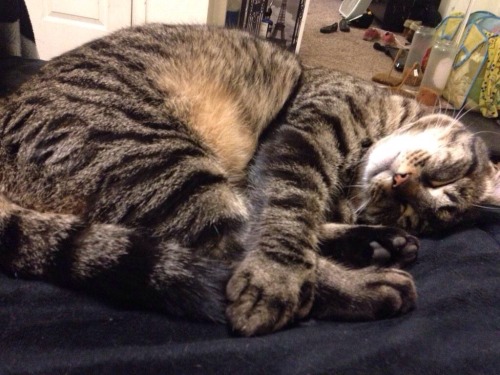 gizmo likes to hold himself during a deep sleep (submitted by kief-smiles)