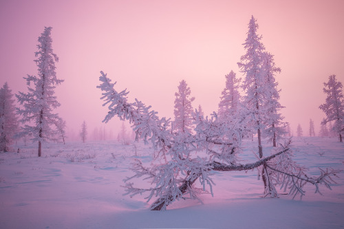 expressions-of-nature: Yamal Peninsula, Siberia by Kirill Uyutnov