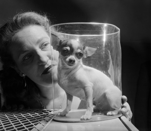 Ensconced in a plastic case that protect it from the drafts at Madison Square Garden, Nina Mia Vi, a blue blood chihuahua, listens to the comforting words of owner Ella Abrams, of Teaneck, N.J., while awaiting the call to be judged in the Westminster