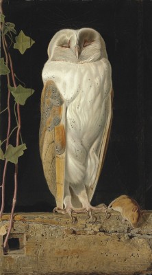 laclefdescoeurs: The White Owl, 1856, William