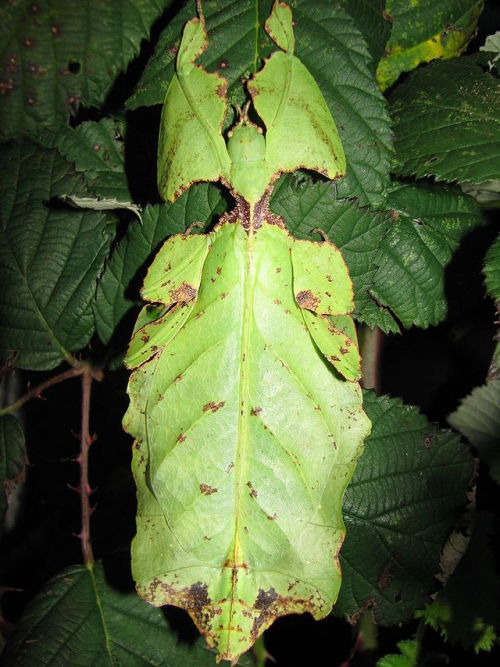 onenicebugperday:Leaf Insect - Phyllium giganteum, adult femalePhoto by Drägüs