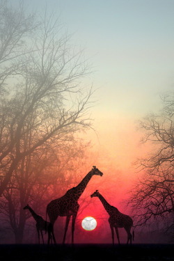 r2–d2:   Giraffes in the Sunset  