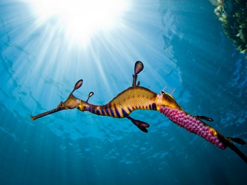 The camouflage that weedy sea dragons use to hide in the temperate marine vegetation they derive the