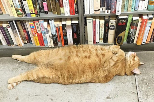 chroniclebooks:  15 Bookstore Cats You’ll Want to Cuddle With