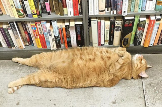 duessaherself: duessaherself:  duessaherself: When I’m reincarnated, I want to come back as a bookstore cat. Livin the life.  