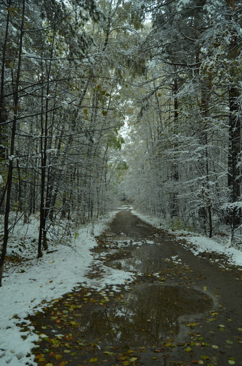 First snow. Novosibirsk.