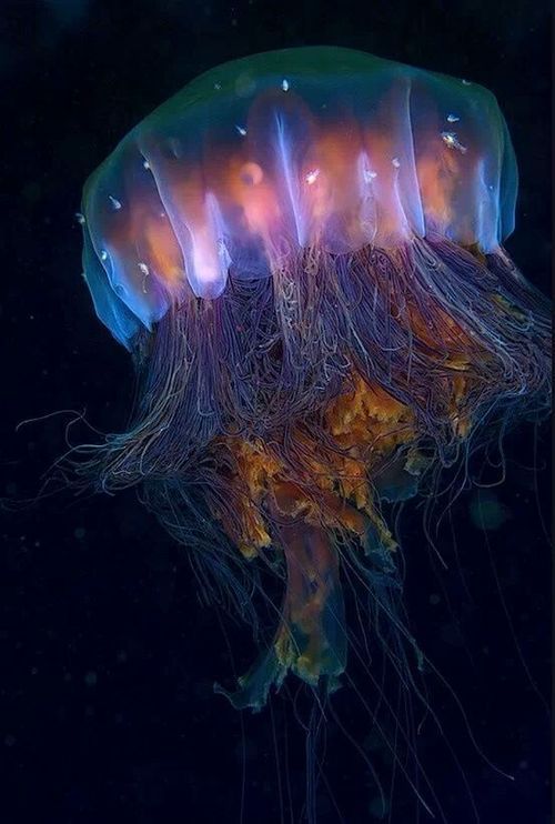 unexplained-events:  The Lion’s Mane Jellyfish is the largest jellyfish in the