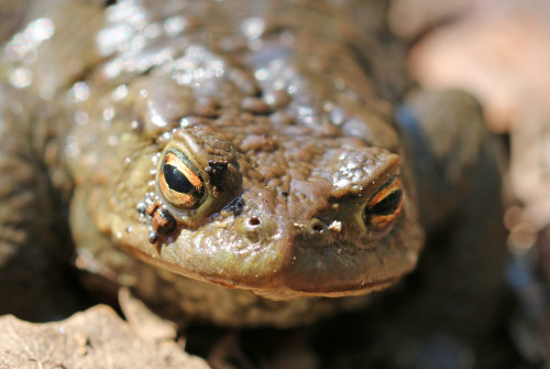 Common toad in the Gömmaren nature reserve, Huddinge, Sweden.