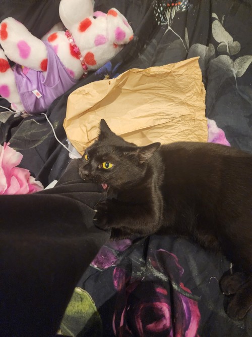 (not A Request) Here's My Cat Biting Me