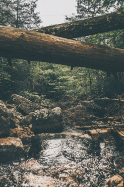 avenuesofinspiration:  Into the Wild | Photographer