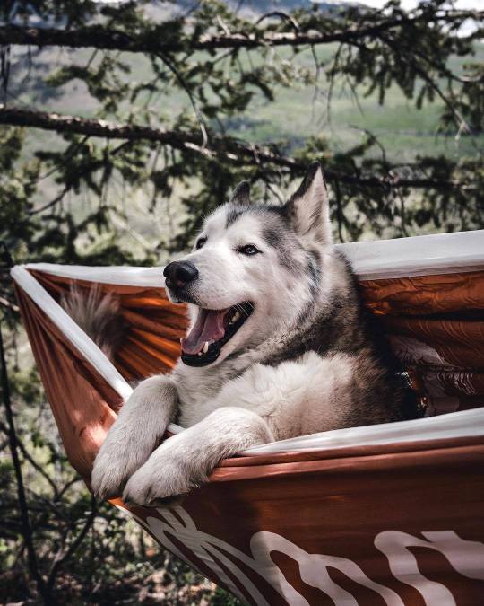 Meet Loki the Wolfdog and his friends.