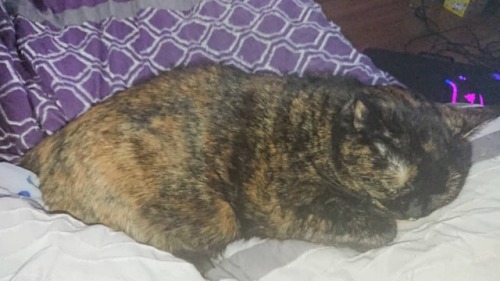 I'm A Pillow Today. #cats #cat #catsleeping