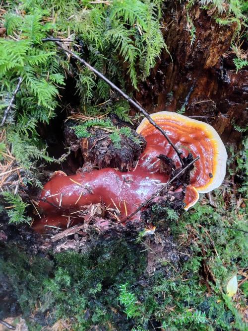 Likely Ganoderma oregonense