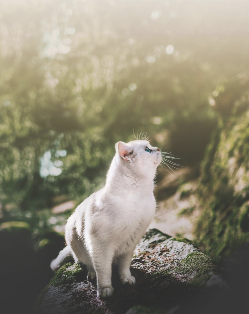 animals-addiction: Look the beauty of this catSource