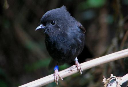 ragingbitchfest:Ok, my blog definitely needs some black robins today.Uhhh, so black robins have basi