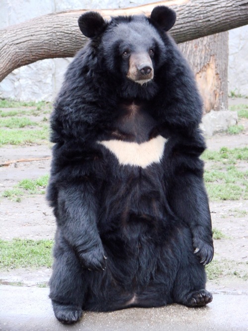 osobigbear:thegestianpoet:today’s theme is: Moon Bear! OSO