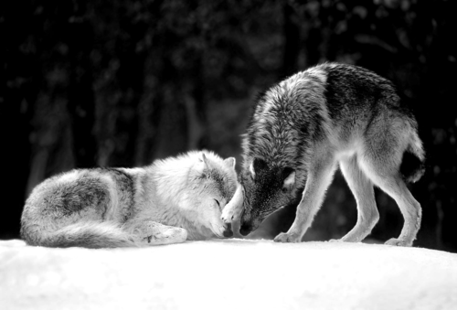 Stop Killing Wolves!