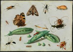 aleyma:  Jan van Kessel II, Peapods and Insects, c.1650 (source).   what! so gorgeous