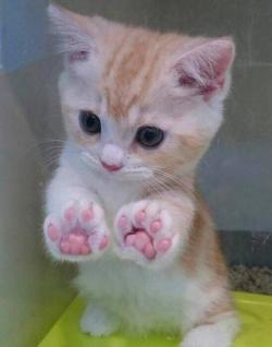 pet-corner:  Jellybean Toes. 