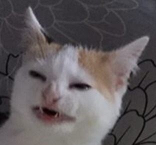 tskardt: angry cat no banana aka Anfisa moodboard adult photos