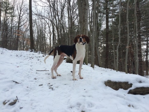 coonhound