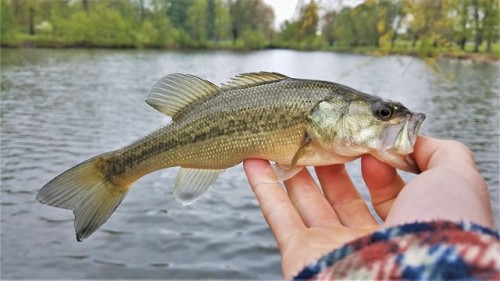 Got a little distracted from my crappie fishing