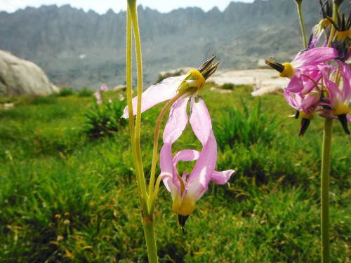 Alpine Shooting Star, Dodecatheon alpinium. Pinnacles Lakes Basin, John Muir Wilderness, Sierra Neva