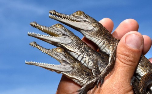 funnywildlife:  funnywildlife: Two-month-old freshwater crocodile hatchlings are seen at Chris Humfrey’s Wild Action Zoo in Macedon, AustraliaPicture: Jay Town/Newspix / Rex Features
