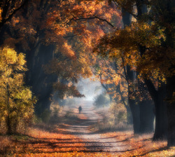 drxgonfly:  Autumn Poland (by Przemyslaw