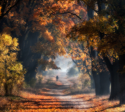 drxgonfly:Autumn Poland (by Przemyslaw Kruk)