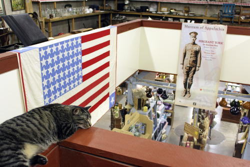 Museum Cat - Museum of Appalachia in Clinton Tennessee  (via Ed Bolton)