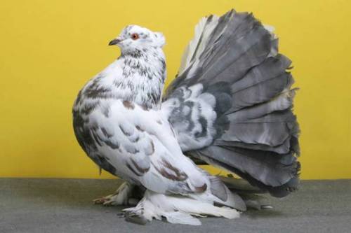 norma-bara: lacommunedeparis: m4levich:earthlynation:Fancy Pigeon Appreciation. Sourcelacommun