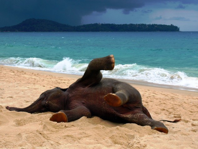 goodgirl-interrupted:  magicalnaturetour:  Young elephant playing on a beach in Phuket,