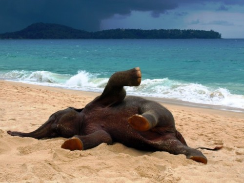 xbalmorax:  mattfractionblog:  magicalnaturetour:  Young elephant playing on a beach in Phuket, Thailand by John Lindie  GO HOME BABY ELEPHANT YOU ARE DRUNK  Sometimes you just need to say Phucket!