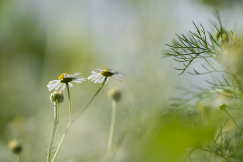 camomile and other plants