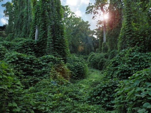 capacity:Living in a house like this would make me so happyThis is called KUDZU. People hate it! Eve