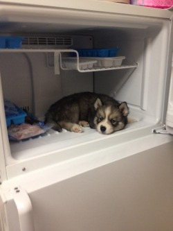 awwww-cute:  Our Husky Stark seemed a little overheated after his walk this morning, so we decided to tried something out. We regret it now because it is next to impossible to get him to come out 