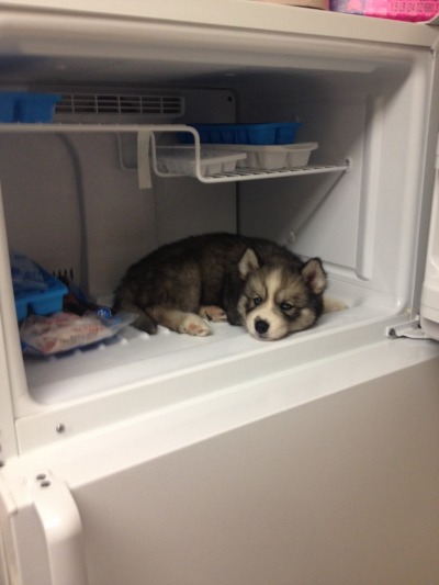 awwww-cute:
“ Our Husky Stark seemed a little overheated after his walk this morning, so we decided to tried something out. We regret it now because it is next to impossible to get him to come out
”