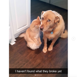 babyanimalgifs: Hilarious Cat Snapchats That Are Im-Paw-Sible Not To Laugh At