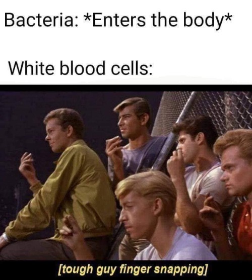 You came to the wrong neighborhood.Reblogged from Immunology Memes