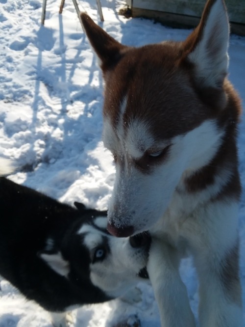 siberian huskies