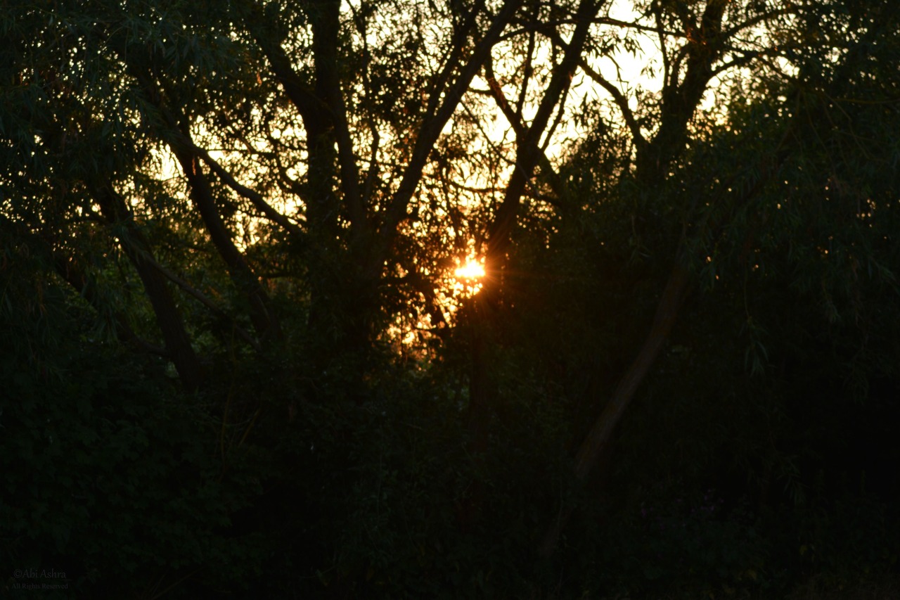 love-abia:  Forest Sunset by Abi Ashra (Tumblr)