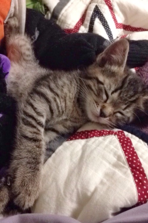Little Louie, my friends’ new kitten(submitted by @chimiechat)