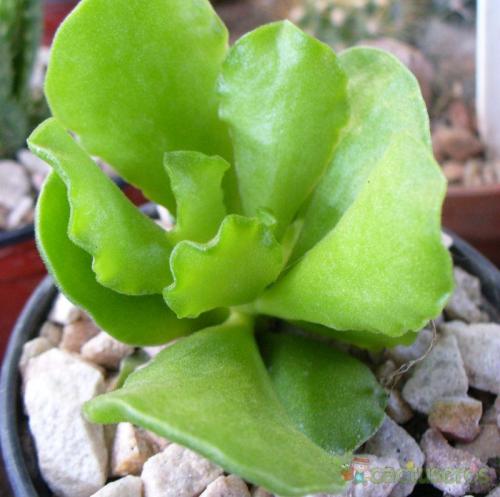 sedinae:Adromischus cristatus