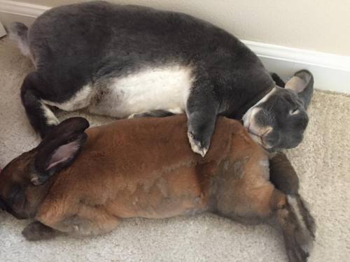 beastieandthebeasts: Some of the beautiful bunnies at Bunny Bunch Rabbit Rescue in Montcla