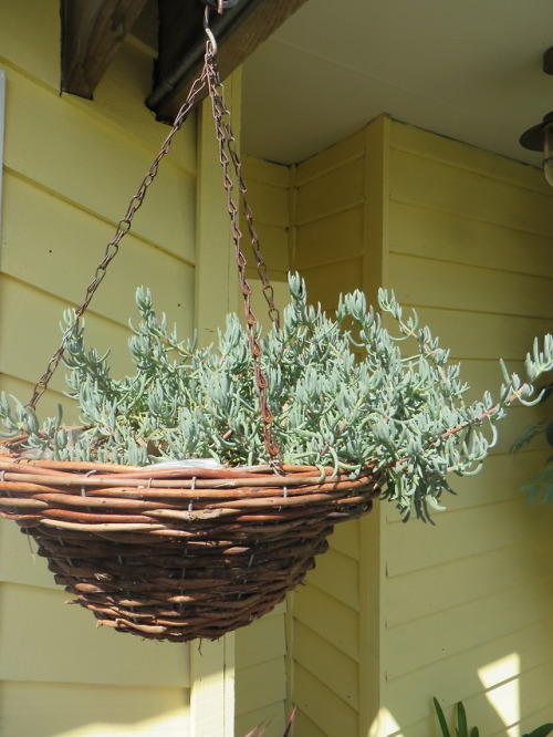 ryttu3k:Spring garden progress~First row: native wisteria! Flowering like gangbusters. Also visible 