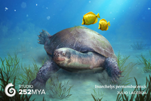 252mya:Inaechelys pernambucensisArtwork by Julio Lacerda / @paleoartThe turtle Inaechelys lived on t