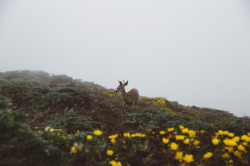 90377: Point Reyes Wildlife by Jenni Jacobus