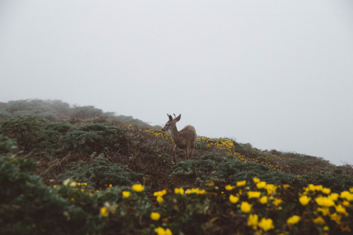 Porn 90377: Point Reyes Wildlife by Jenni Jacobus photos