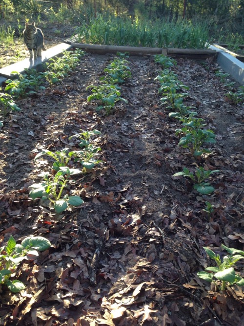 roritx:Red La Soda Potatoes and the garlic bed behind